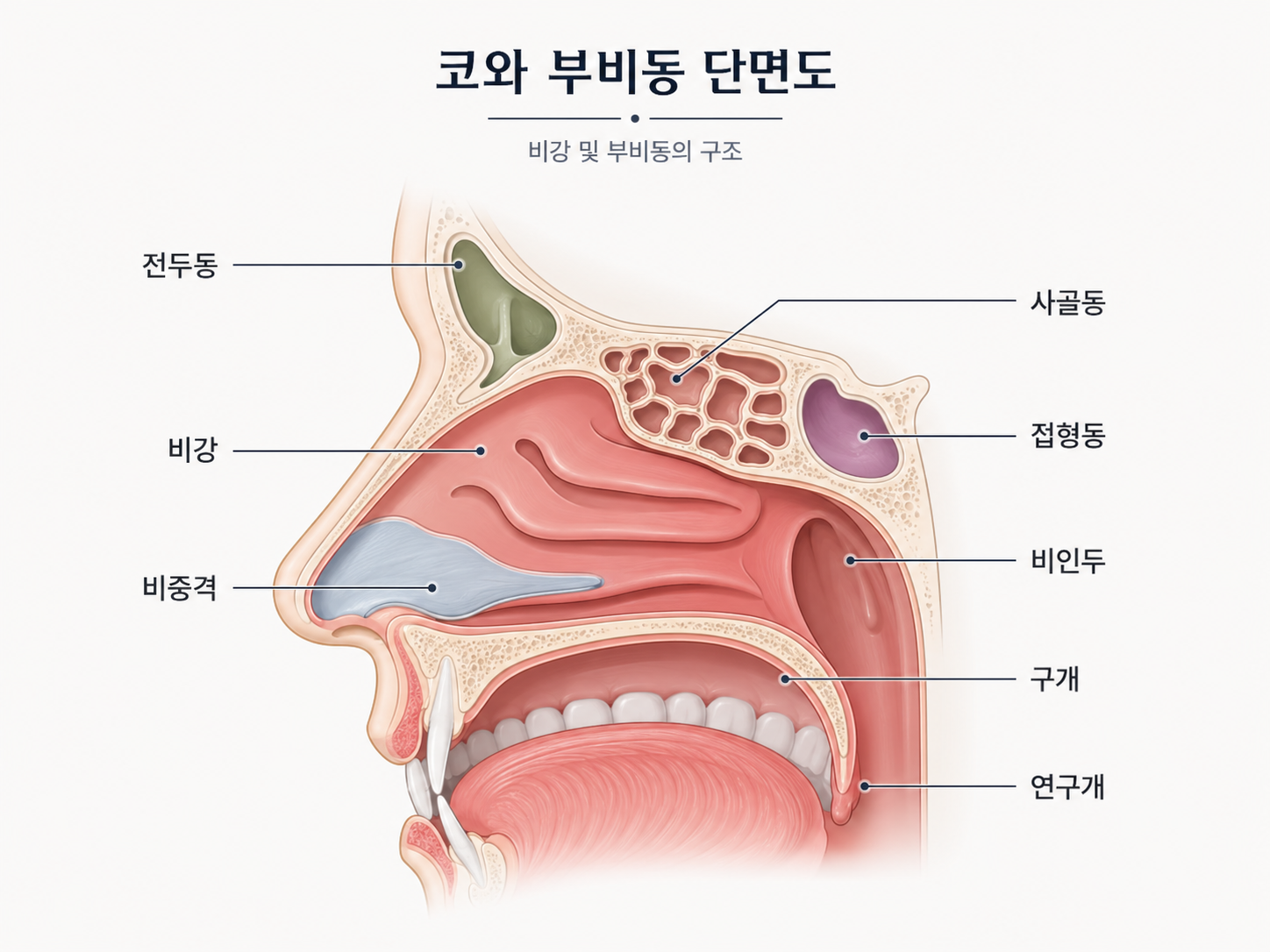 알레르기클리닉 진료 안내