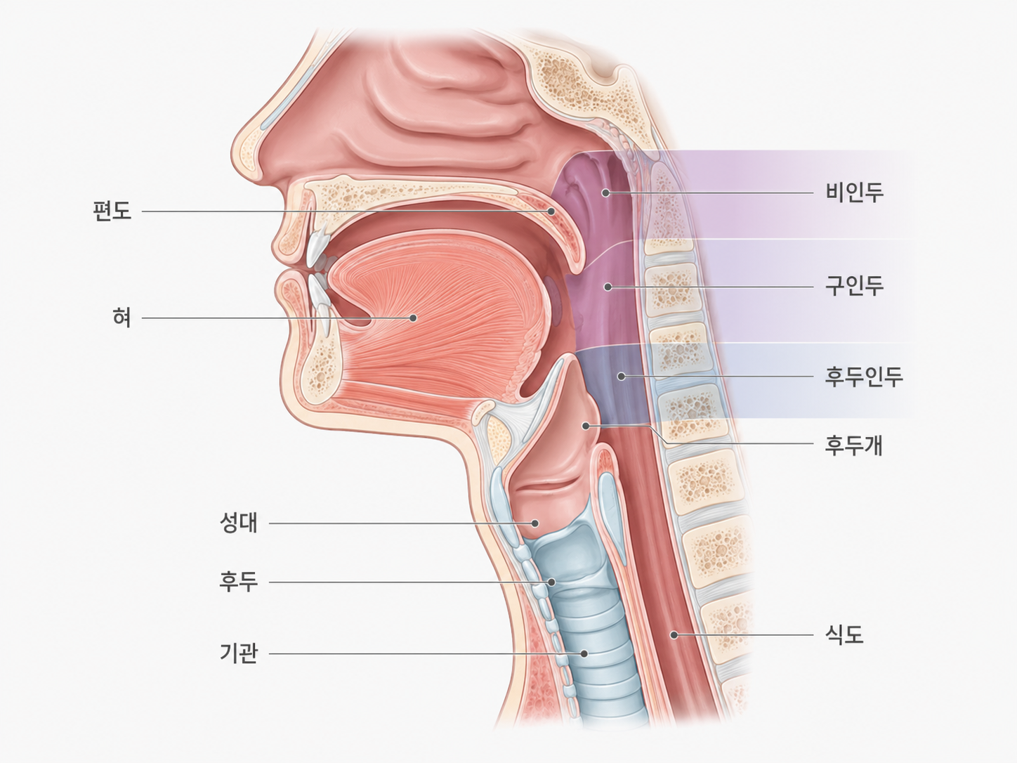 초음파 진료 안내